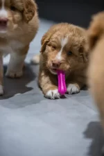 Kramtymo žaislas šuniukams Fiboone Puppy - Image 2