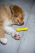 Kramtymo žaislas šuniukams Fiboone Puppy - Image 3